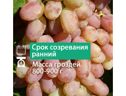 Розовый супер (однолетний)