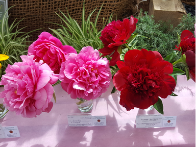 Пион Goody (Гуди)