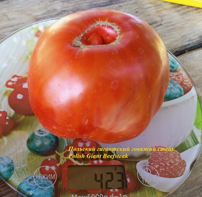Томат Польский гигантский говяжий стейк (Polish Giant Beefsteak)
