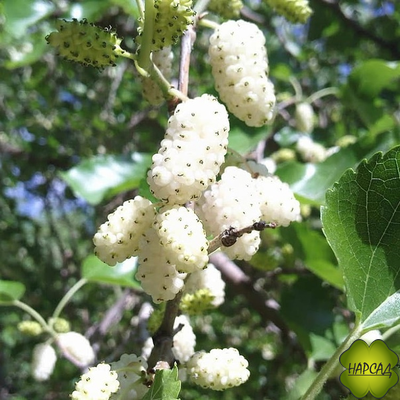 ШЕЛКОВИЦА "СМУГЛЯНКА"