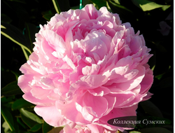 Пион Pink Parfait (Пинк Парфе)