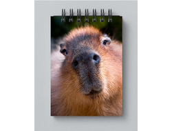 Блокнот Капибара, Kapibara-san №14