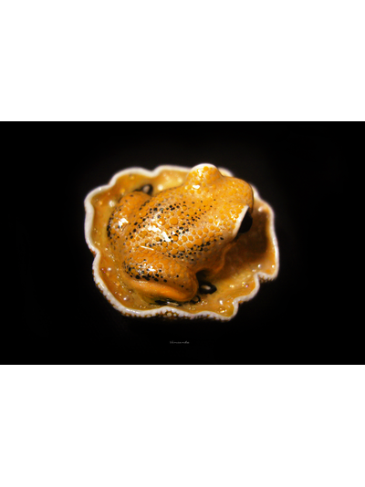 Мини-брошь "Притягивающая солнечный свет", украшение с лягушкой