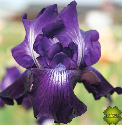 ИРИС БОРОДАТЫЙ "ВИННЕР СЕКЛ" (80 см)