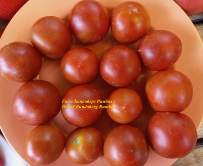 Томат Гном Бандаберг Рамболл (Dwarf Bundaberg Rumball)