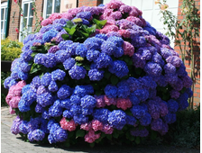 Гортензия крупнолистная  Букет Роз  горш.С3л  3х летка