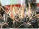 Notocactus submammulosus VG 420