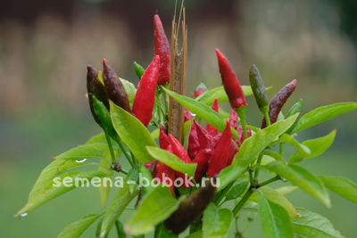 Перец острый Chile Santaka Hot Asian, 10 шт