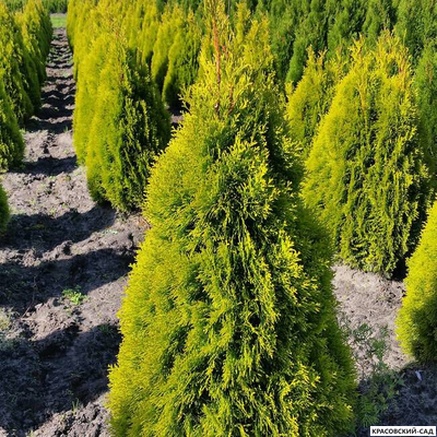 Туя Голден Смарагд красавица - Красовский-Сад.рф