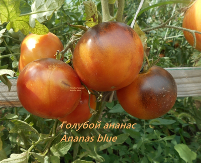 Томат Голубой ананас (Ananas blue)