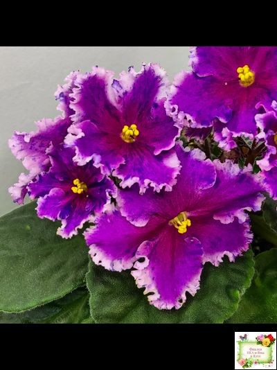 Dn-Cherchez la Femme (Д. Денисенко) 2020 г.