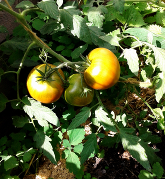 Семена томата Заржавевшее сердце Эверетта