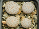 Lithops pseudotruncatella 'pallid' C264