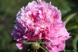 Paeonia Silver daubed
