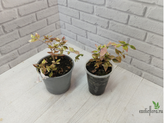 Abelia "Kaleidoscope"/ абелия вариегатная