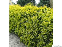 Туя Санкист - Sunkist