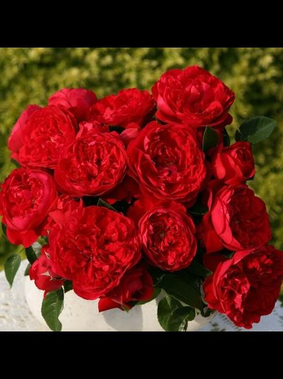 Флорентина (Florentina)