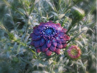 Кольцо в виде цветка "Чаровник Фиолетовый"