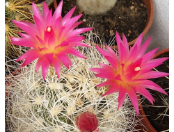 Neoporteria senilis  - 5 семян