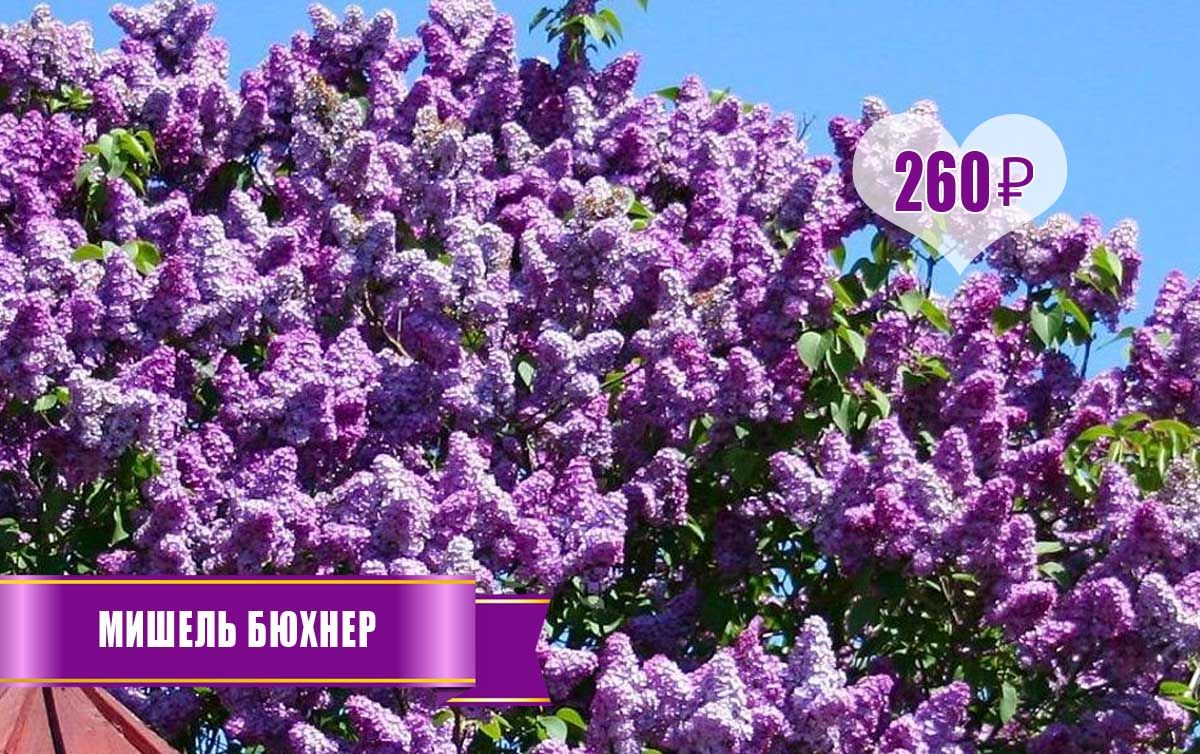 Купить Саженцы Сирени В Инт Магазине Москва