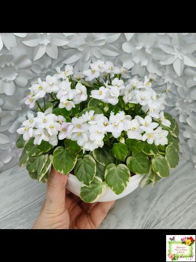 Ва-Банк (Л. Мещерякова) листовая химера (стартер сорт)