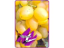 Кинельский рафинад (укоренённый черенок)