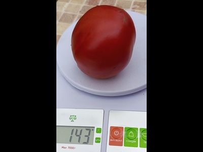 Томат Косентино сел Клауди (Cosentino sel Claudia), Италия