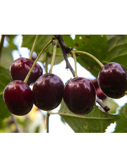 Вишня "Шоколадница" (Средняя), ОКС