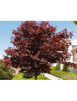 Клён остролистный Royal Red
