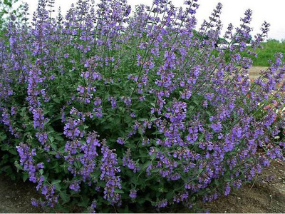 Котовник Фассена Сикс Хиллс Джиант (Nepeta faassenii Six Hills Giant)