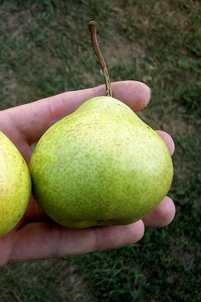 Груша  Бессемянка (ран.осен.)
