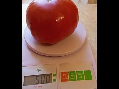Томат Ишалница (Isalnita cu Cute) Румыния