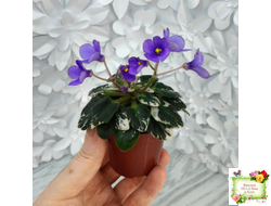 Н-Синий Лён (Н. Бердникова) 2015 г. трейлер