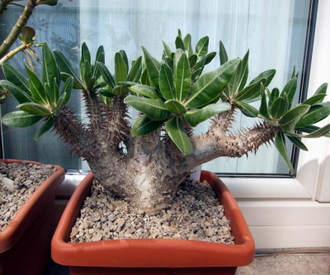 Pachypodium Lamerei - Пахиподиум Ламера, мадагаскарская пальма, толстая нога, мясистая нога, колючая нога