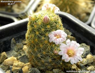 Mammillaria schiedeana v. giselae ML 677