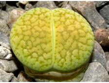 Lithops aucampiae &#039;Betty&#039;s Beryl&#039; (MG-1550.993) D=10 mm