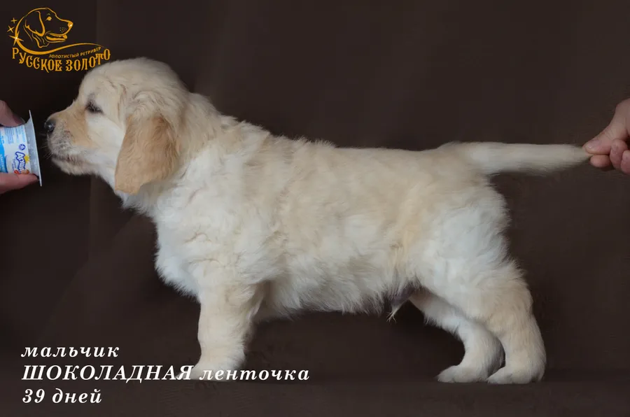 УЖЕ в НОВОМ ДОМЕ = мальчик ШОКОЛАДНАЯ ленточка. На фото 39 дней. ДР 28.01.20г