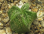 Astrophytum capricorne PP 459