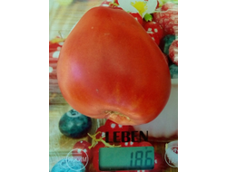 Томат Венгерский овал (Hungarian Oval)