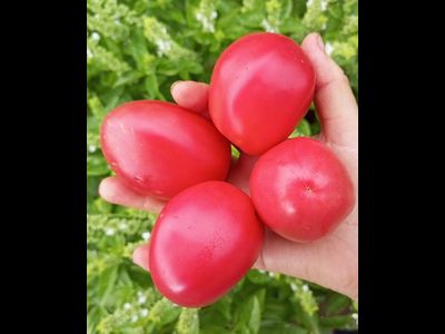 Томат Косентино сел Клауди (Cosentino sel Claudia), Италия