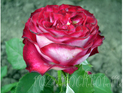 Эсмеральда (Esmeralda)