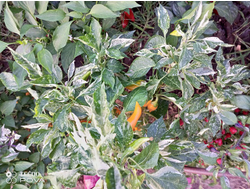 Перец острый Фиш оранжевый (Orange Fish Pepper)