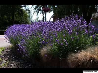 Лаванда Хидкот - Hidcote