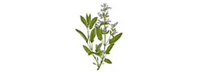 Ополаскиватель для полости рта против кариеса для ежедневного ухода Profi Classic, PresiDENT, 250 мл.