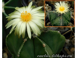 Astrophytum MYNUD Х A. MY 3c - 10 семян
