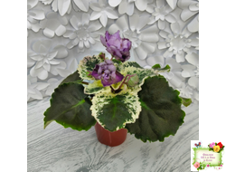 Nik-Магический Туман (Н. булко) 2024 г.