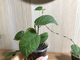 Ficus villosa “Blume” / фикус виллоза малая