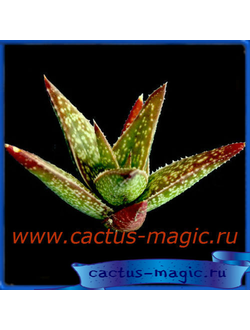 Gasteraloe 'Helen Headley'