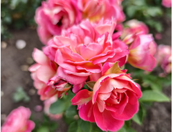 Рене Саммю (Reine Sammut)