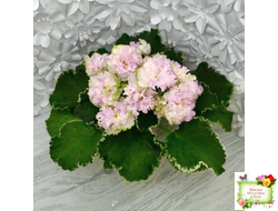 АВ-Богатая Невеста (Фиалковод) 2020 г.